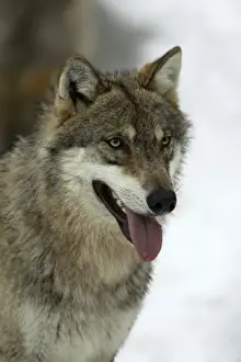European Wolf - Portrait of animal in snow, winter Bavaria, Germany