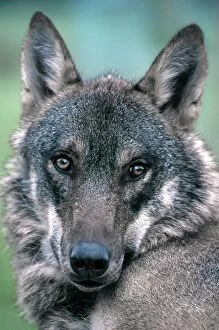 Images Dated 7th March 2012: European Wolf - private farm - Sweden