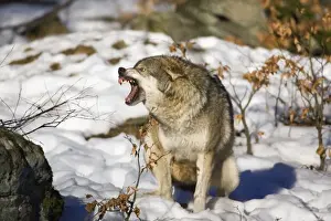 Snarling Prints: European Wolf - in snow, snarling, Bavaria, Germany