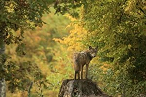 Images Dated 14th October 2013: European Wolf - standing on tree stump - Autumn