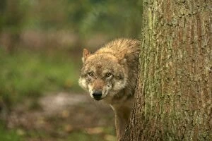Images Dated 14th October 2013: European Wolf - behind a tree - controlled conditions