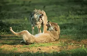 Snarling Prints: European Wolf USH 288 Threatening behaviour Canis lupus © Duncan Usher / ardea. com