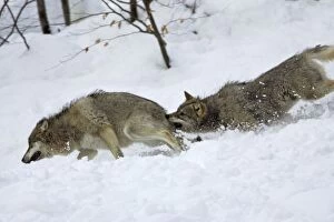 European Wolf - Young animal attacking the rank weakest animal in snow, winter