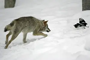 Attacking Prints: European Wolf - young animal chasing magpie in the snow, winter Bavaria, Germany
