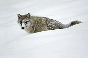 European Wolf - young animal with face covered in snow, winter