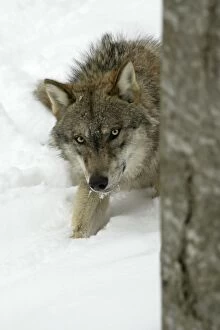 Images Dated 1st March 2006: European Wolf - Young animal hiding behind tree stem in snow, winter Bavaria, Germany