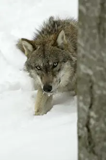 European Wolf - Young animal hiding behind tree stem in snow, winter Bavaria, Germany