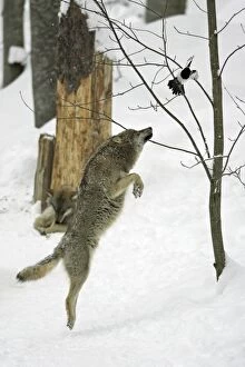 European Wolf - young animal jumping after magpie in tree, winter