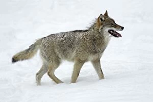 European Wolf - young animal panting, standing in snow, winter