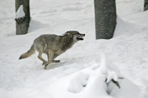 European Wolf - young animal running through snow, playing, winter