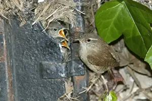 Doors Prints: European Wren - at nest in old door in garden