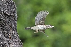 Bulgaria Gallery: European Wryneck - leaving nest with dropping sack