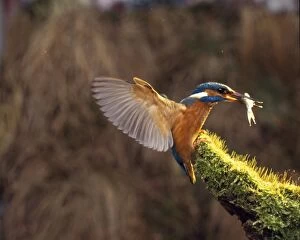 Images Dated 8th October 2010: Europen Kingfisher - with fish