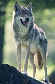 Wolves Collection: Europepean Wolf