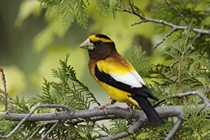 Evening Grosbeak