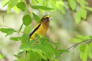 Images Dated 8th July 2008: Evening Grosbeak