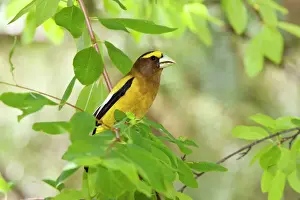 Evening Prints: Evening Grosbeak, Coccothraustes vespertinus. Summer plumage. Washington in July