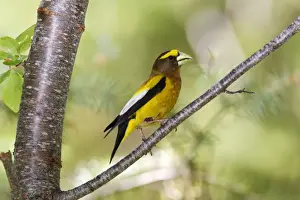 Evening Grosbeak, Coccothraustes vespertinus. Summer plumage. Washington in July