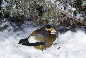 Evening Grosbeak in Snow