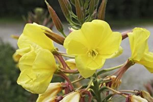 Images Dated 9th July 2011: Evening Primrose