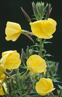 Evening Primrose