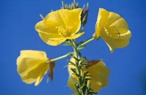 Evening Primrose blossom