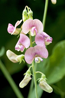 Images Dated 27th June 2008: Everlasting Pea - Bukk National Park - Hungary