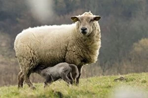 Ewe and lamb suckling
