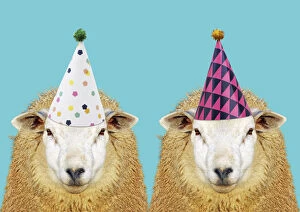 Birthdays Gallery: Two Ewes / Sheep, wearing Birthday party hats