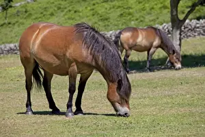 Exmoor ponies grazing Valley of the Rocks Exmoor North Devon UK