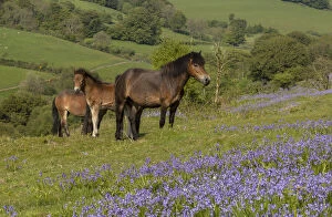 Ponies Gallery: Exmoor ponies, mares and foals, in dense bluebell sward in spring, on common land at Ashway Side