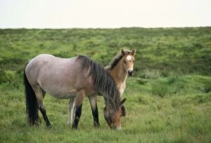 Exmoor Ponies - Mother and Foal