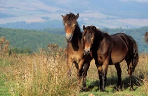Moor Collection: Exmoor Ponies Registered breed, ancient type. Ley Hill, Porlock, Exmoor