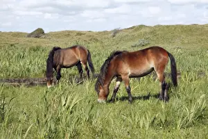 Exmoor Pony - 2 ponies grazing on marshland, De Bollekamer sand dune NP, Island of Texel, Holland