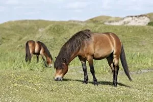 Exmoor Pony - 2 ponies grazing on marshland