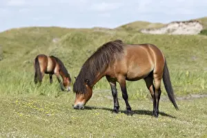 Exmoor Pony - 2 ponies grazing on marshland, De Bollekamer sand dune NP, Island of Texel, Holland