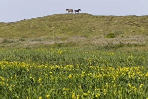 Pony Gallery: Exmoor Pony - 2 ponies standing on hilltop above marshland in the De Bollekamer sand dune NP