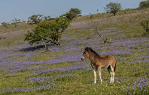 Exmoor pony foal in dense bluebell sward in spring, on common land at Ashway Side, Tarr Steps, Barle Valley, Exmoor