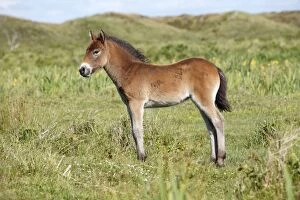 Exmoor Pony - foal resting