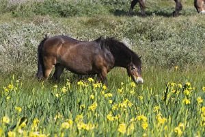 Ponies Gallery: Exmoor Pony - grazing on marshland, De Bollekamer sand dune NP, Island of Texel