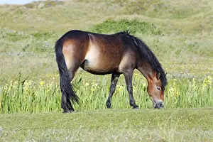 Exmoor Pony - grazing on marshland, De Bollekamer sand dune NP, Island of Texel, Holland