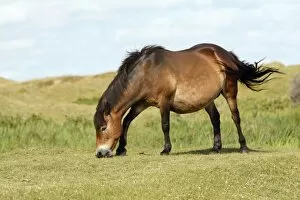 Images Dated 17th June 2009: Exmoor Pony - grazing on marshland, De Bollekamer sand dune NP, Island of Texel, Holland