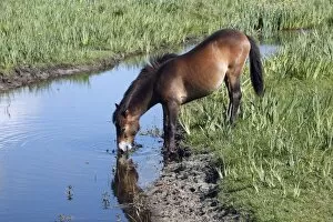 Images Dated 17th June 2009: Exmoor Pony - mare drinking from creek, De Bollekamer sand dune NP, Island of Texel, Holland