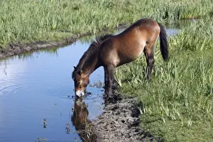 Exmoor Pony - mare drinking from creek, De Bollekamer sand dune NP, Island of Texel, Holland