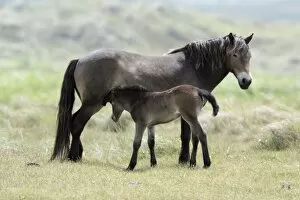 Exmoor Pony - Mare suckling foal
