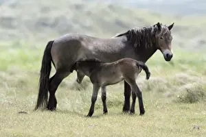 Exmoor Pony - Mare suckling foal, De Bollekamer sand dune NP, Island of Texel, Holland