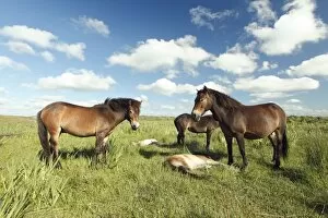 Exmoor Pony - Mares and foals resting on marshland