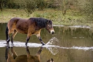 Exmoor Pony - walking in pond