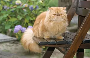 Garden Furniture Prints: Exotic Red Persian Cat