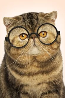 Exotic shorthair car wearing round glasses